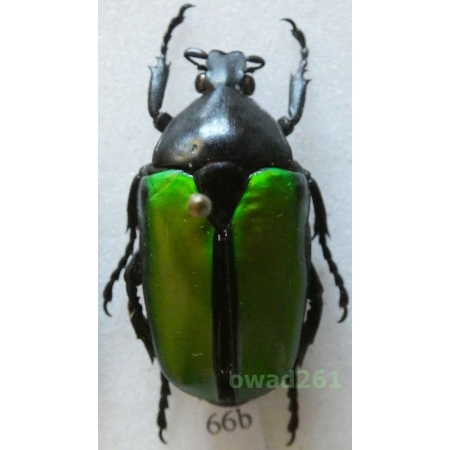 Caelorrhina relucens (Bates, 1881) 28mm Tanzania66b